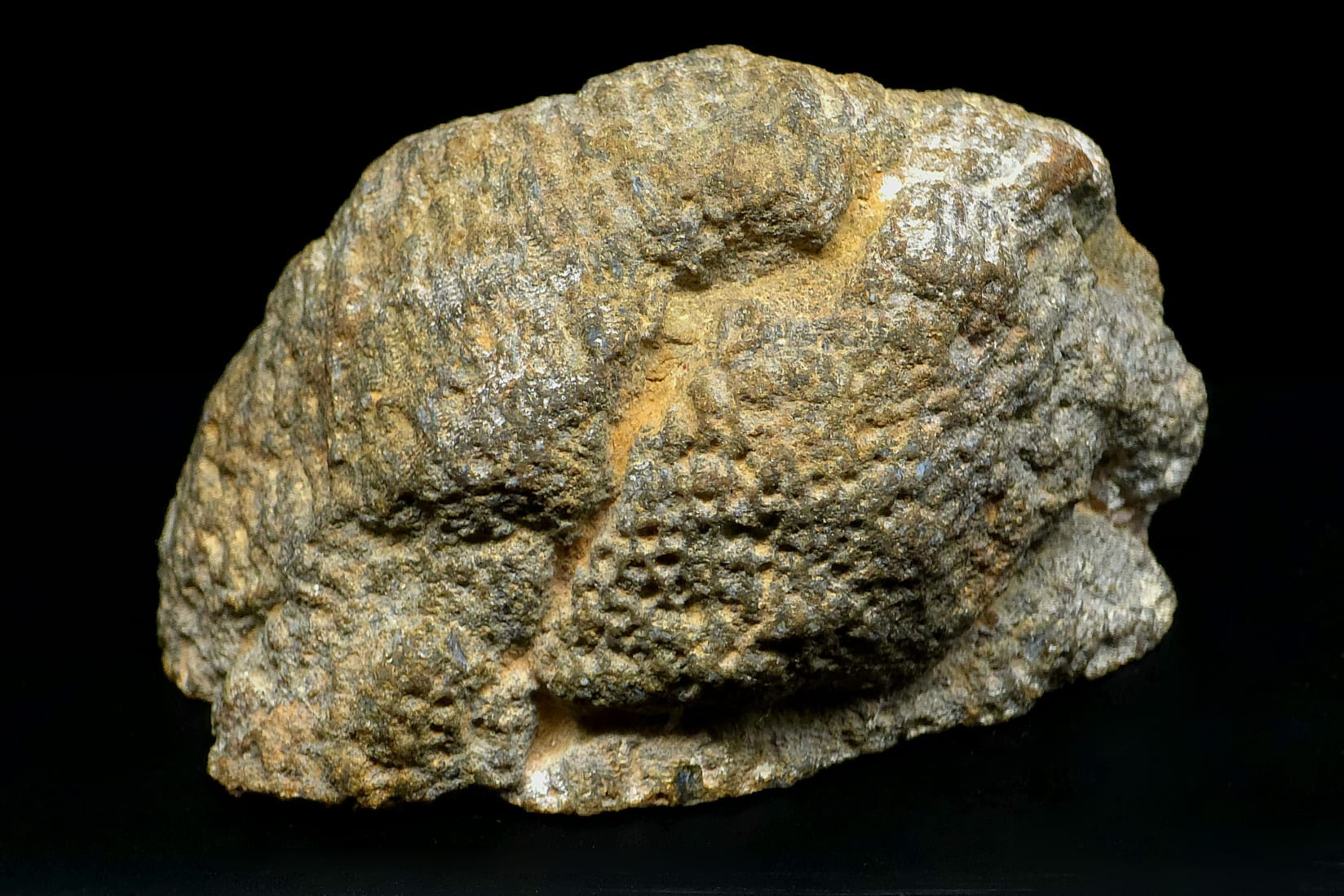 skamieniolosci